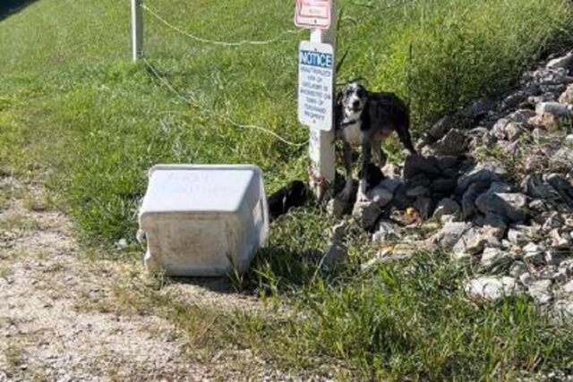 Cane e 6 cuccioli abbandonati a New Town Lake