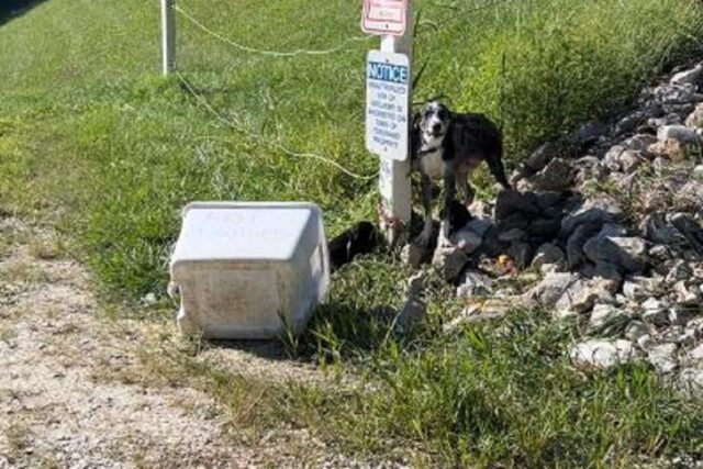 Cane e 5 cuccioli abbandonati a New Town Lake: la Polizia indaga sul caso