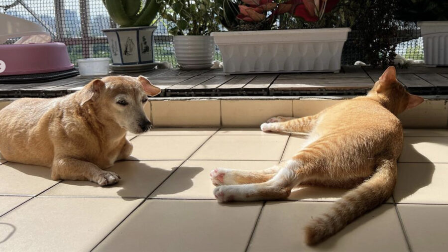 Cane e gatto si godono gli ultimi giorni d’estate distesi al sole