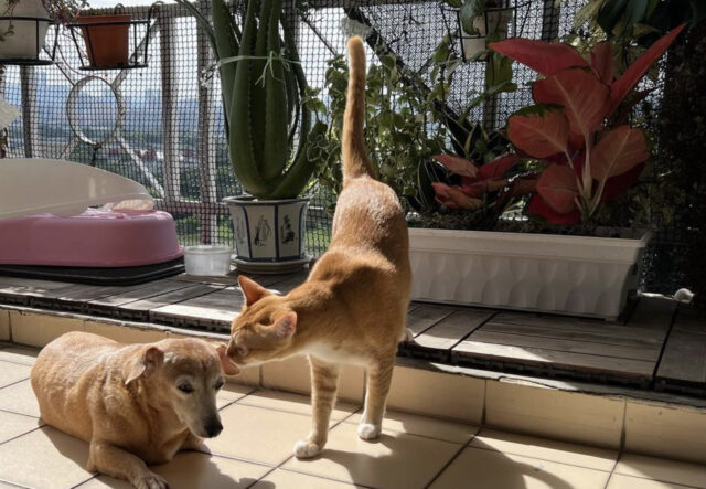 Cane e gatto si godono gli ultimi giorni d’estate, la felicità in uno scatto