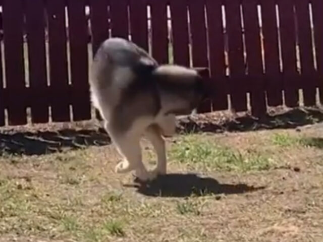 Cane è particolarmente arrabbiato con la sua coda: alla fine cade a terra