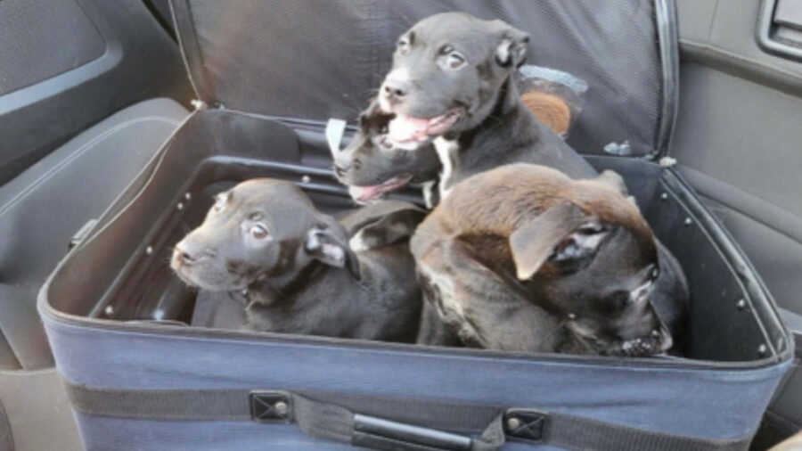 Cani abbandonati nella valigia
