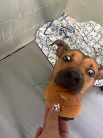 Cagnolino riceve hamburger