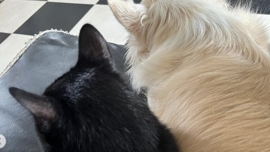 Chihuahua bianco attaccato a gatto nero amico