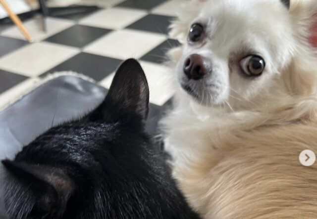 Chihuahua bianco attaccato a gatto nero sul divano