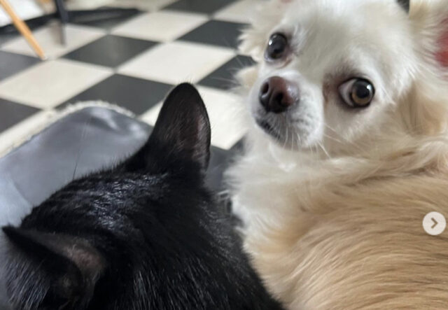 Chihuahua bianco attaccato a gatto nero: il bene e il male a confronto