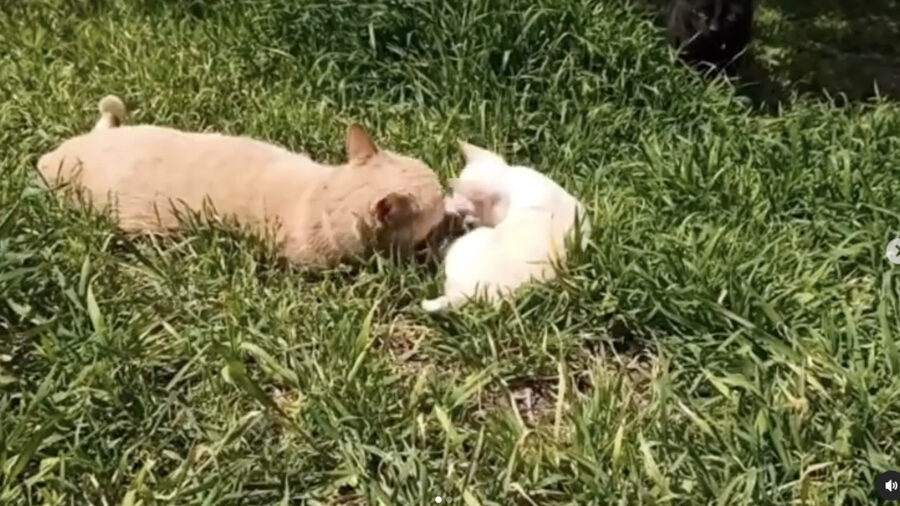 Chihuahua con un gatto per amico nel prato