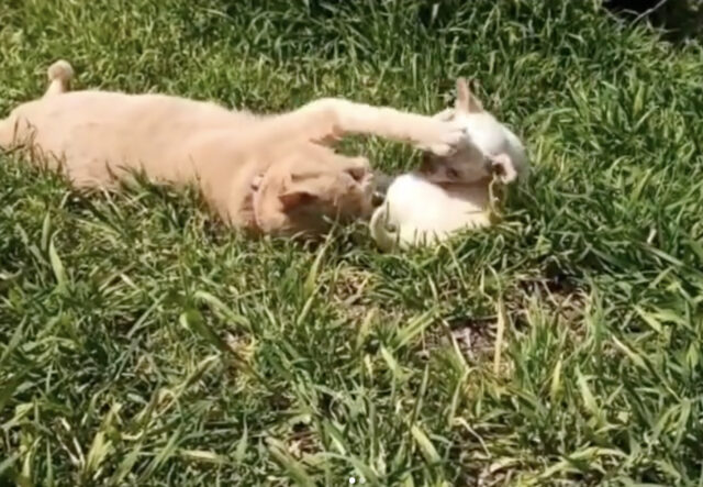 Wendy, la Chihuahua con un gatto per amico (VIDEO)