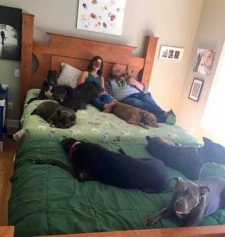 Coppia costruisce un letto gigante per dormire insieme ai loro 8 cani