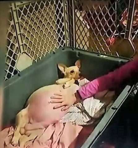 Lol la cucciola di chihuahua è stata abbandonata dal suo proprietario perché incinta! Ma 5 giorni dopo è entrata in travaglio e tutti hanno avuto un’enorme sorpresa