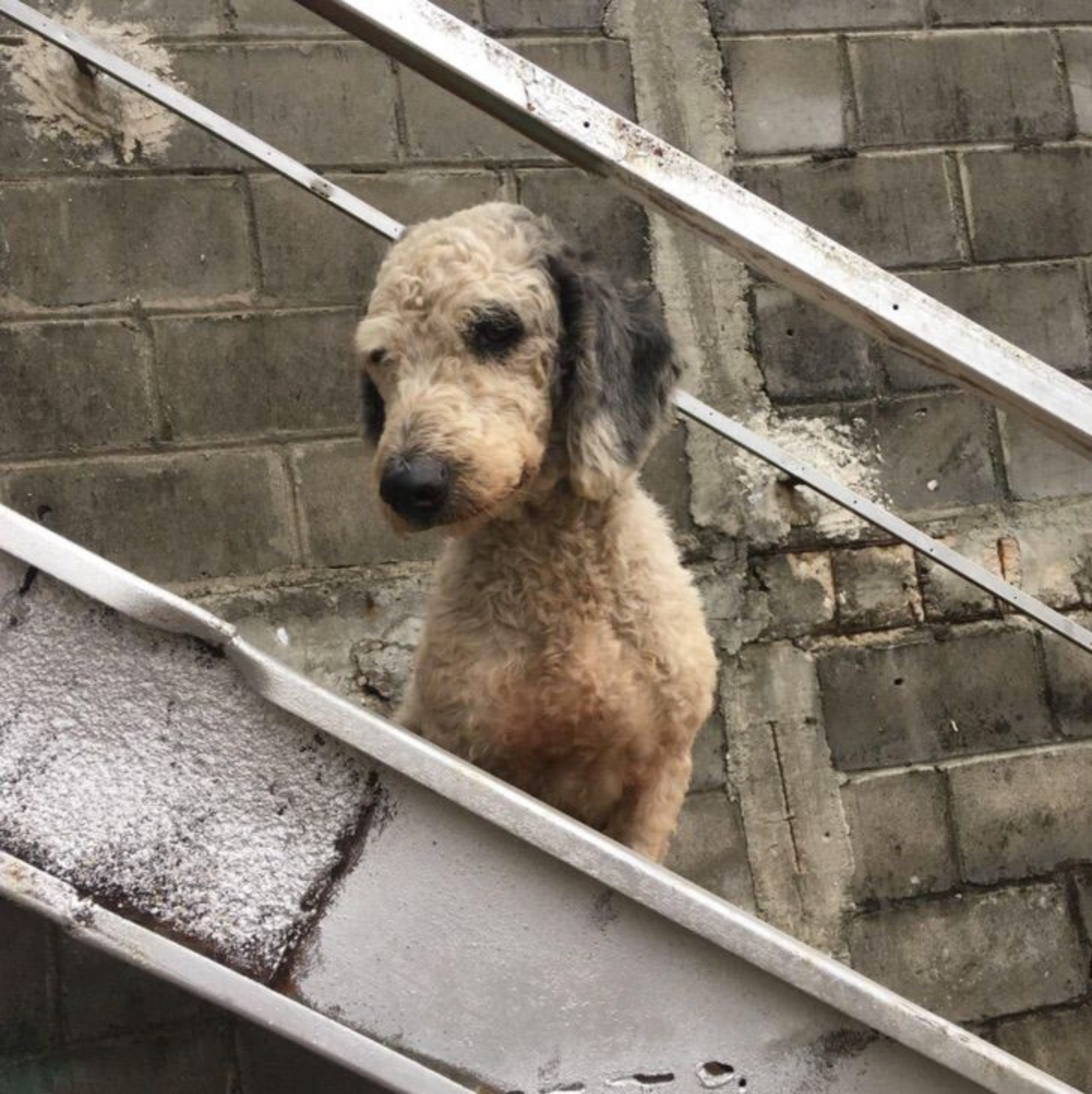 cagnolino sulle scale