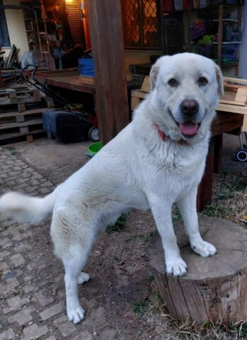 Eddy, il cagnolone rinuncia di proprietà cerca una nuova casa