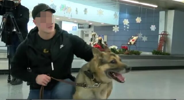 Enzo, il cane militare che ha riabbracciato il suo conduttore dopo 3 anni