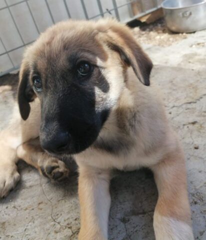 Fibra, il cagnolino abbandonato in un cartone è alla ricerca di una famiglia felice