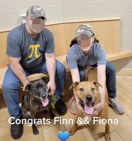 Finn e Fiona, i due cagnoloni che dopo 346 giorni, hanno trovato casa