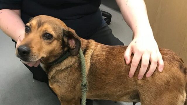 Cane spaventato abbandonato dopo il parto trova una casa amorevole