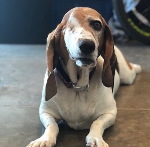 Flynn, la cagnolina che è riuscita a sconfiggere il cancro