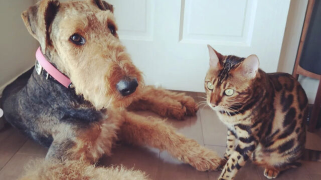 Cane Fox Terrier subisce l’attacco di un gatto gigante