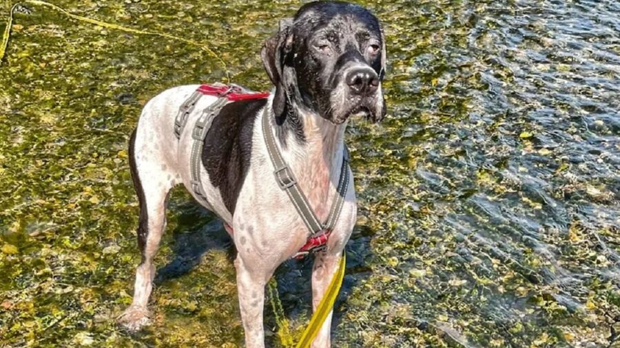 Frida con la pettorina grigia