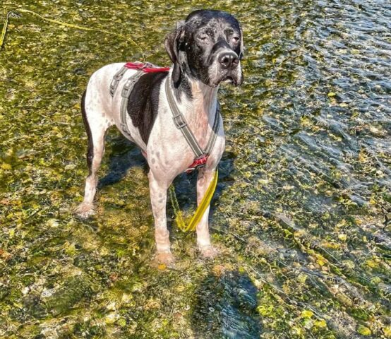 Frida, Pointer di circa un anno attende una vostra adozione salvavita