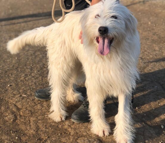 Gea: Spinone simpatica ed esuberante ha bisogno di una nuova famiglia