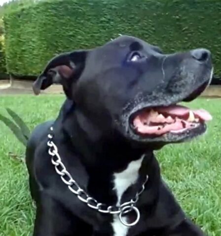 Geo, il cane che ha salvato la vita al suo umano è volato sul ponte