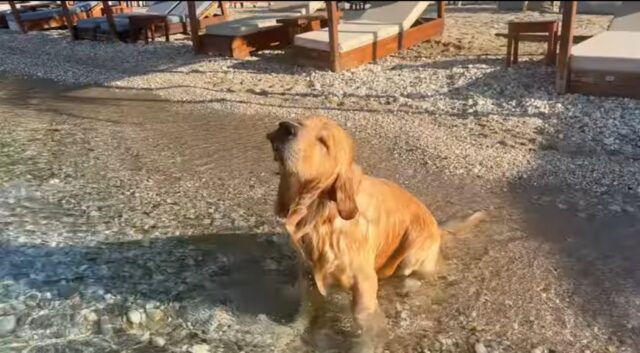 Golden Retriever va al mare per la prima volta (VIDEO)