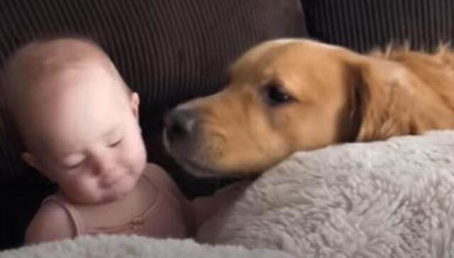 Il Golden Retriever Jax ha conosciuto l’amore profondo da quando c’è la sua Hallie (VIDEO)