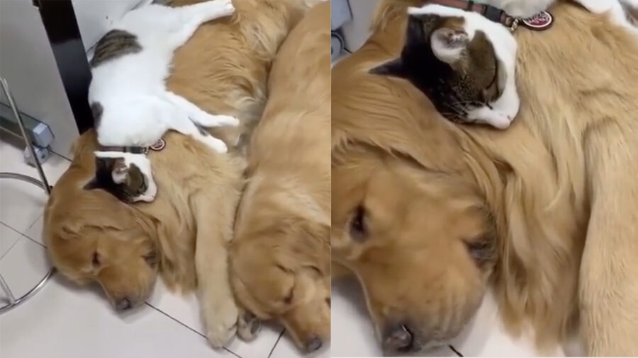 Golden Retriever fa da cuccia a gatto bicolore