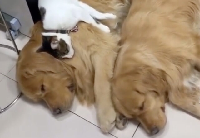 Golden Retriever fa da cuccia al suo amico gatto (VIDEO)