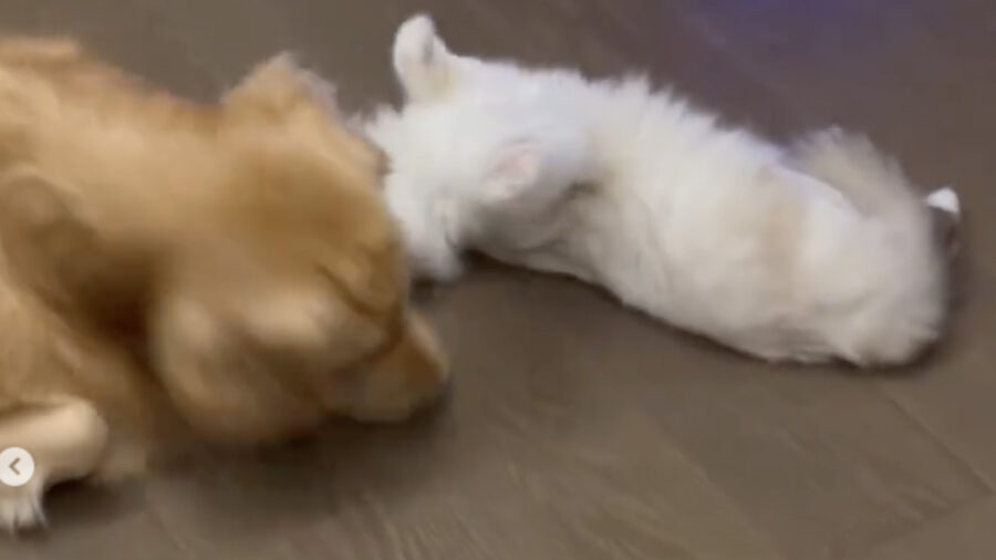 Golden Retriever gioca con cucciolo di gatto monello