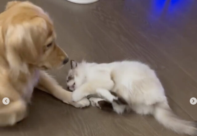 Golden Retriever gioca con cucciolo di gatto ragdoll