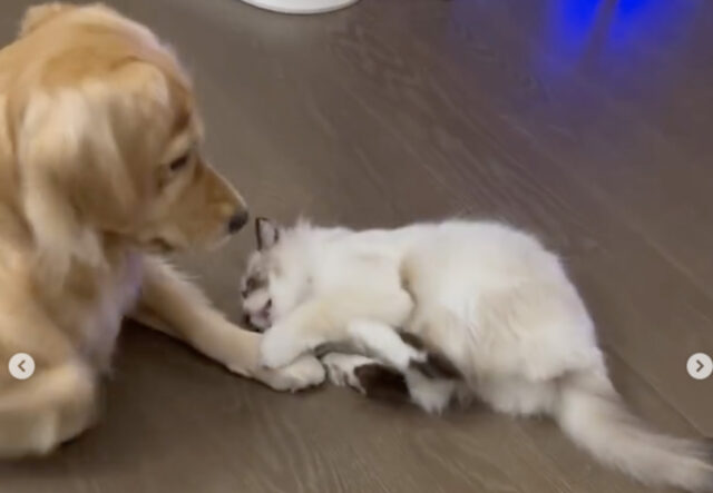 Golden Retriever gioca con cucciolo di gatto, il video è esilarante