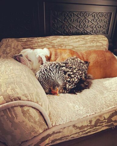 Gus, il cagnolone che è diventato amico di un pollo