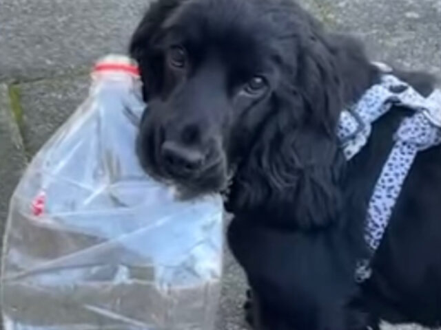 Cagnolino attento all’ambiente ama raccogliere i rifiuti