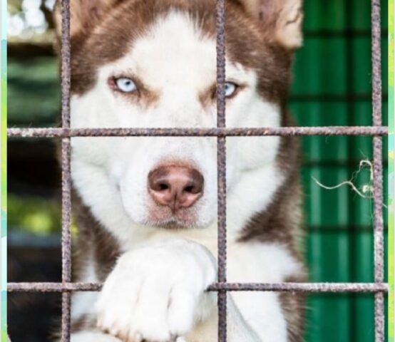 Hermes: Siberian Husky non può restare da solo, troviamogli una famiglia