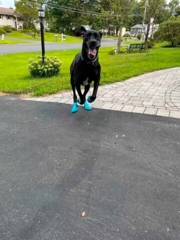 Hooch, la cagnolona che adora indossare le scarpe