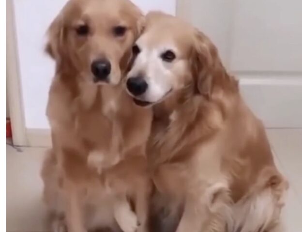 cane affettuoso abbraccia suo fratello