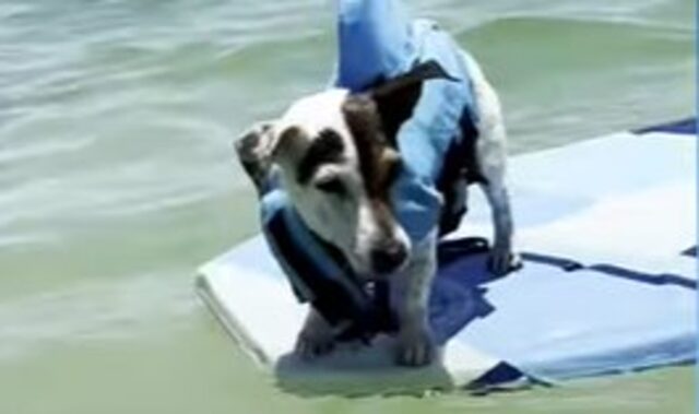 Una Jack Russell Terrier adora nuotare in piscina e superare gli ostacoli (VIDEO)