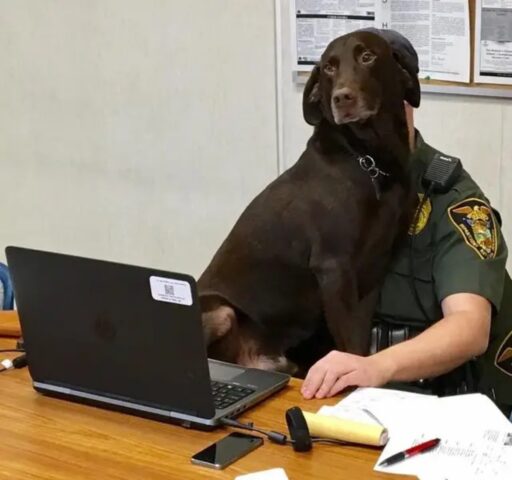 Kenobi, il cagnolone che ha rovinato il servizio fotografico