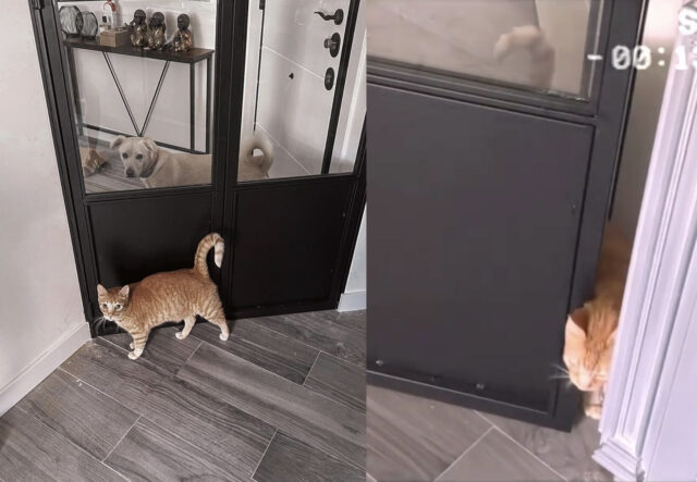 cane Labrador e gatto separati da porta