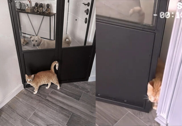 Labrador e gatto rosso separati da una porta vogliono stare insieme (VIDEO)