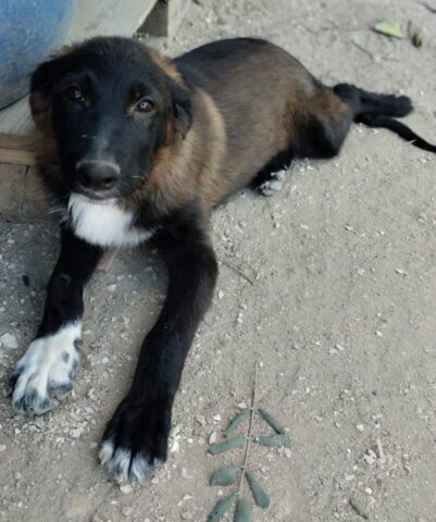 Limone, il cagnolino allegro e giocherellone è alla ricerca di una famiglia per sempre