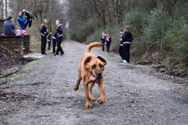 Ludivine, la cagnolona scomparsa ha vinto la maratona mentre cercava i suoi umani