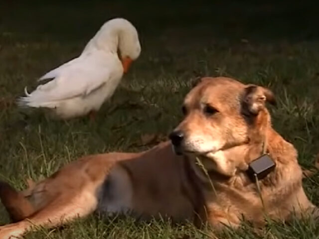 Anatra conforta il cane triste per la morte del suo amico