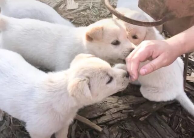 Mamma cane insegue l’auto con dentro i suoi cuccioli