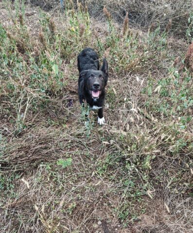 Noemi, la cagnolina che non riesce a trovare una casa