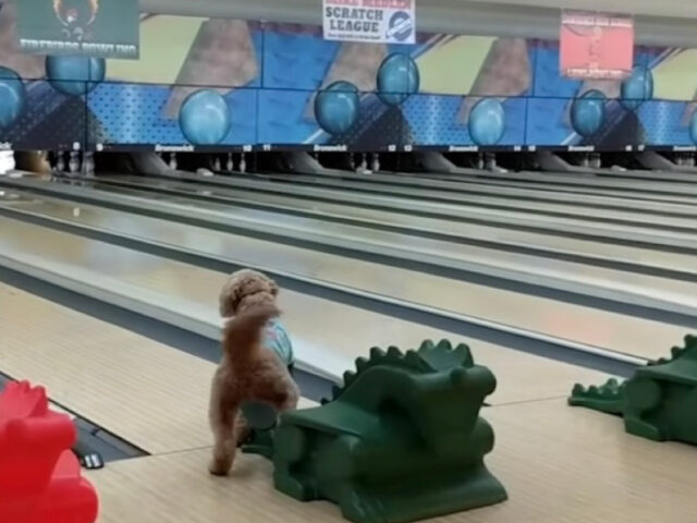 Due cani si divertono tantissimo sulla pista da bowling