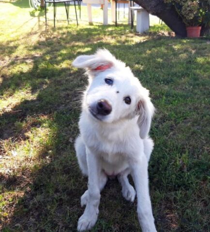 Olivia, la cagnolina abbandonata tra le colline è alla ricerca di una famiglia per sempre