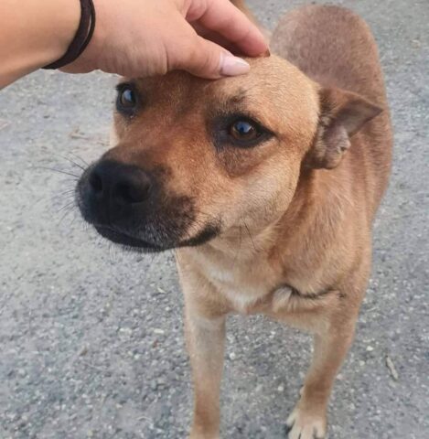 Paride, il cagnolino desidera avere una famiglia tutta sua: aiutiamolo